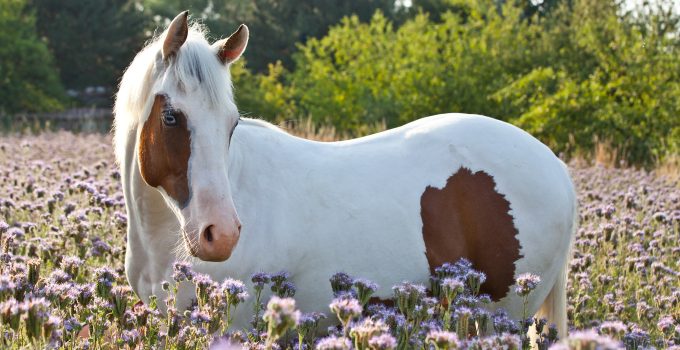 an image of an American Paint Horse