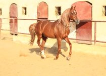 Arabian Horse in a sandy ranch