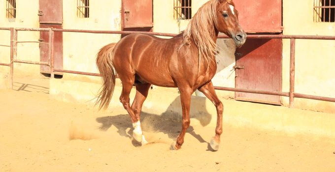 Arabian Horse in a sandy ranch