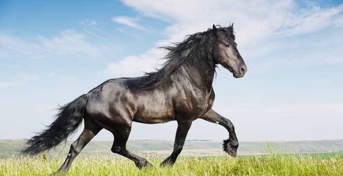 friesian stallion